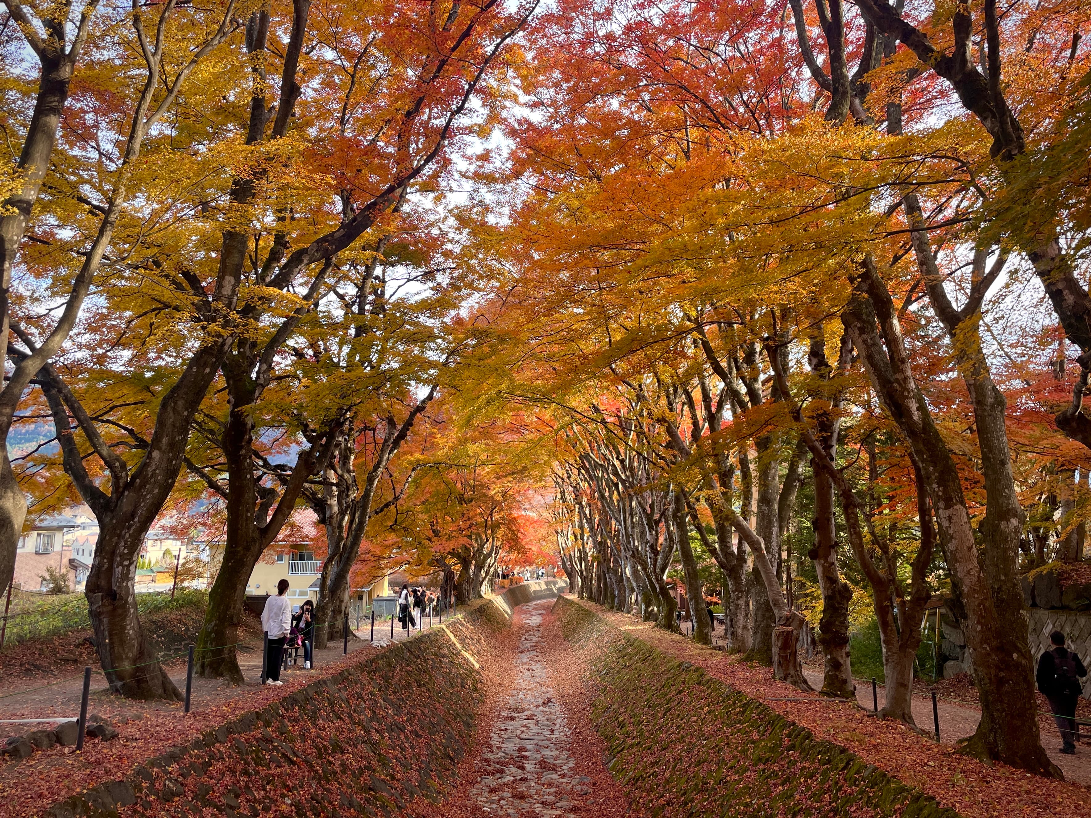 Maple_Corridor